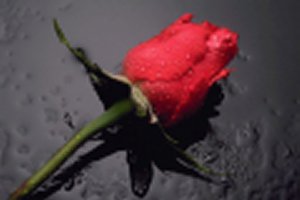 A Rose of Love